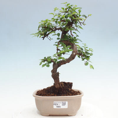 Izbová bonsai - Ulmus parvifolia - Malolistý brest - 1