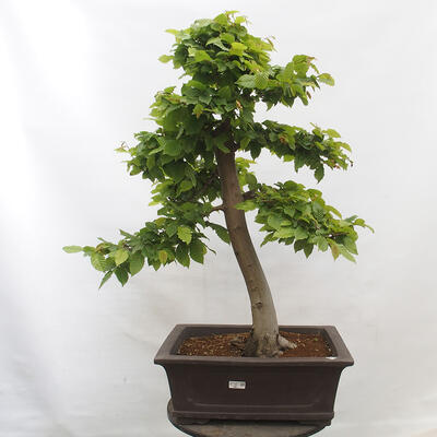 Vonkajší bonsai - Hrab obyčajný - Carpinus betulus - 1