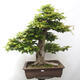 Vonkajší bonsai - Fagus sylvatica - Buk lesný - 1/5