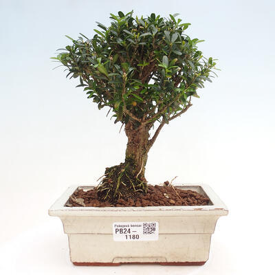 Izbová bonsai - Buxus harlandii - korkový buxus - 1