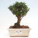 Izbová bonsai - Buxus harlandii - korkový buxus - 1/3