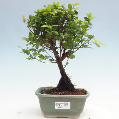 Izbová bonsai - Sagerécia thea - Sagerécia thea - 1