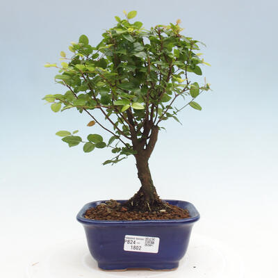 Izbová bonsai - Sagerécia thea - Sagerécia thea - 1