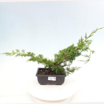 Vonkajší bonsai - Juniperus chinensis ITOIGAWA -Jalovec čínsky