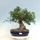 Vonkajší bonsai - Acer Campestre - Javor polný - 1/4