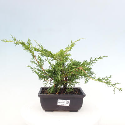 Vonkajší bonsai - Juniperus chinensis ITOIGAWA -Jalovec čínsky