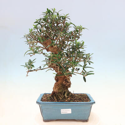 Izbová bonsai - Olea europaea sylvestris -Oliva evropská drobnolistá - 1