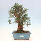 Izbová bonsai - Olea europaea sylvestris -Oliva evropská drobnolistá - 1/6