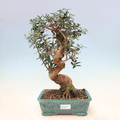 Izbová bonsai - Olea europaea sylvestris -Oliva evropská drobnolistá - 1