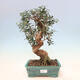 Izbová bonsai - Olea europaea sylvestris -Oliva evropská drobnolistá - 1/6