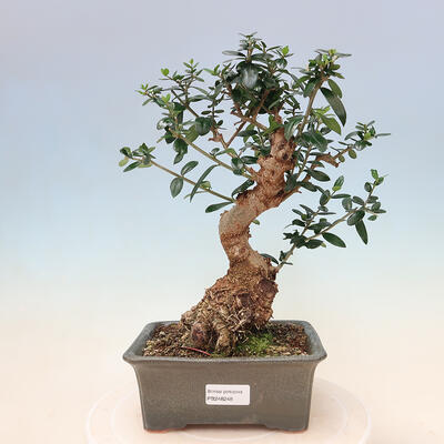 Izbová bonsai - Olea europaea sylvestris -Oliva evropská drobnolistá - 1