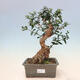 Izbová bonsai - Olea europaea sylvestris -Oliva evropská drobnolistá - 1/6