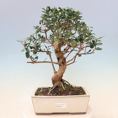 Izbová bonsai - Olea europaea sylvestris -Oliva evropská drobnolistá - 1