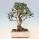 Izbová bonsai - Olea europaea sylvestris -Oliva evropská drobnolistá - 1/6