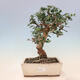 Izbová bonsai - Olea europaea sylvestris -Oliva evropská drobnolistá - 1/6