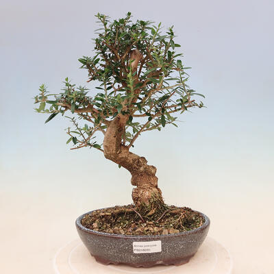 Izbová bonsai - Olea europaea sylvestris -Oliva evropská drobnolistá - 1