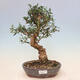 Izbová bonsai - Olea europaea sylvestris -Oliva evropská drobnolistá - 1/6