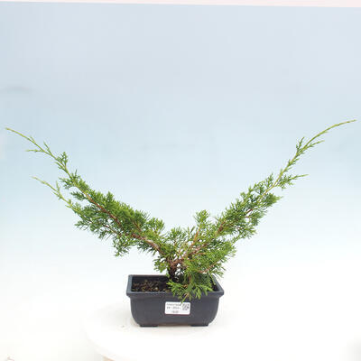 Vonkajší bonsai - Juniperus chinensis ITOIGAWA -Jalovec čínsky