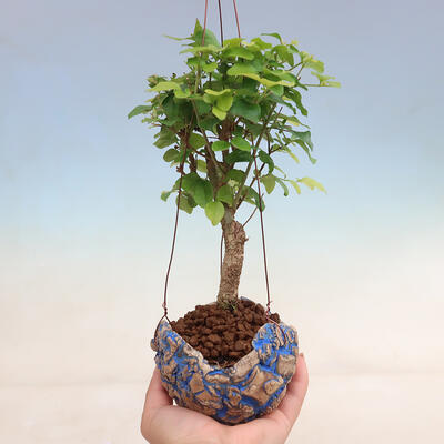 Kokedama v keramike - Ligustrum chinensis - Vtáčí zob - 1