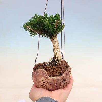 Kokedama v keramike - Buxus harlandii - korkový buxus - 1