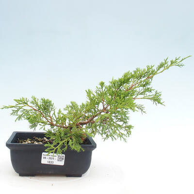 Vonkajší bonsai - Juniperus chinensis ITOIGAWA -Jalovec čínsky