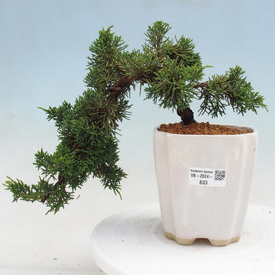 Vonkajší bonsai - Juniperus chinensis Kishu -Jalovec čínsky