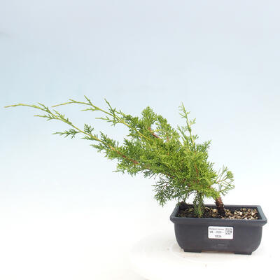 Vonkajší bonsai - Juniperus chinensis ITOIGAWA -Jalovec čínsky