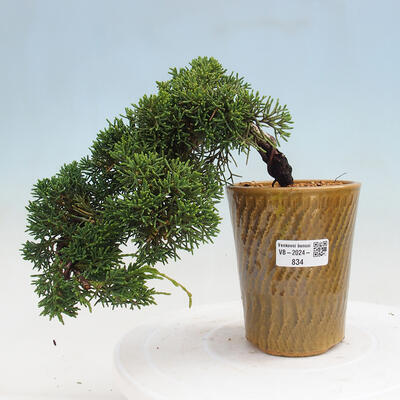 Vonkajší bonsai - Juniperus chinensis Kishu -Jalovec čínsky