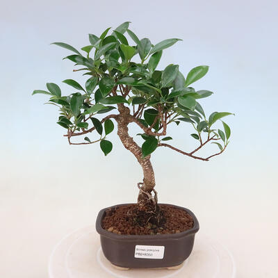 Izbová bonsai - Ficus kimmen - malolistá fikus