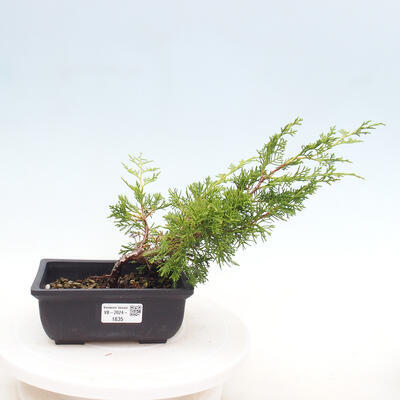 Vonkajší bonsai - Juniperus chinensis ITOIGAWA -Jalovec čínsky