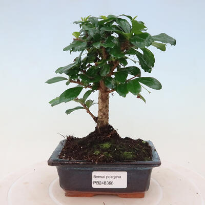 Izbová bonsai - Carmona macrophylla - Čaj fuki - 1