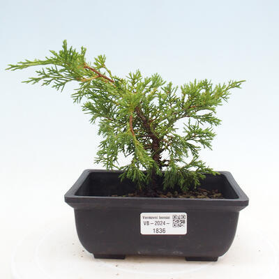 Vonkajší bonsai - Juniperus chinensis ITOIGAWA -Jalovec čínsky