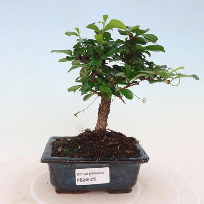 Izbová bonsai - Carmona macrophylla - Čaj fuki - 1