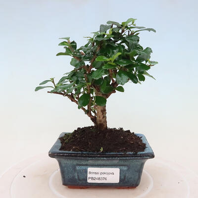 Izbová bonsai - Carmona macrophylla - Čaj fuki - 1