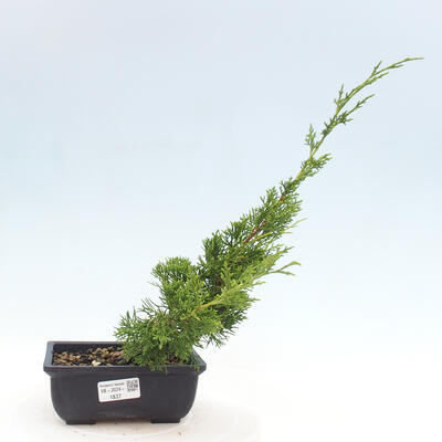 Vonkajší bonsai - Juniperus chinensis ITOIGAWA -Jalovec čínsky