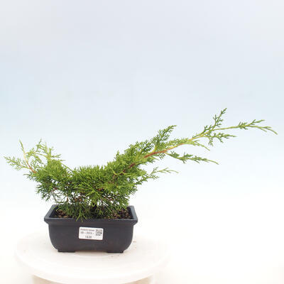 Vonkajší bonsai - Juniperus chinensis ITOIGAWA -Jalovec čínsky