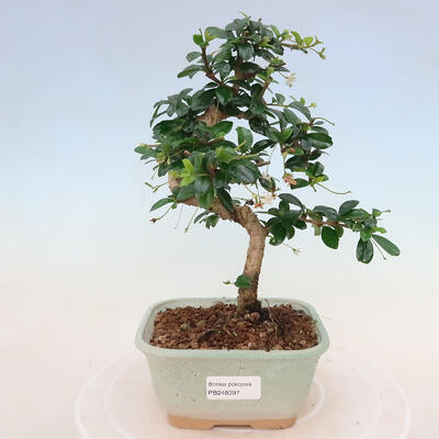 Izbová bonsai - Carmona macrophylla - Čaj fuki - 1