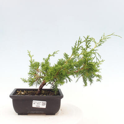 Vonkajší bonsai - Juniperus chinensis ITOIGAWA -Jalovec čínsky