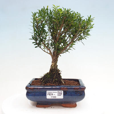 Izbová bonsai - Buxus harlandii - korkový buxus - 1