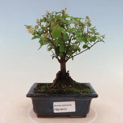 Izbová bonsai - Sagerécia thea - Sagerécia thea - 1