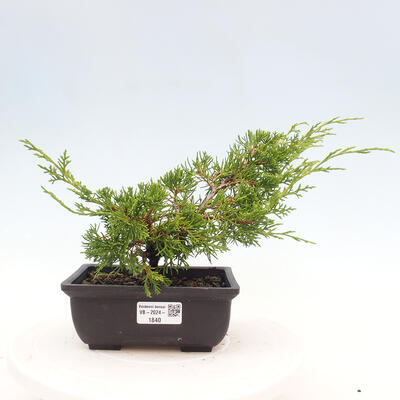 Vonkajší bonsai - Juniperus chinensis ITOIGAWA -Jalovec čínsky