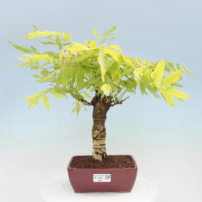 Vonkajšia bonsai - Vistarie kvetnatá - Wisteria floribunda - 1