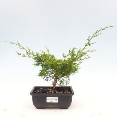 Vonkajší bonsai - Juniperus chinensis ITOIGAWA -Jalovec čínsky