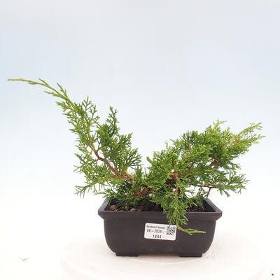 Vonkajší bonsai - Juniperus chinensis ITOIGAWA -Jalovec čínsky