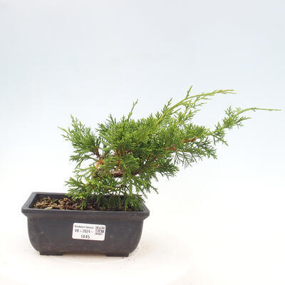 Vonkajší bonsai - Juniperus chinensis ITOIGAWA -Jalovec čínsky