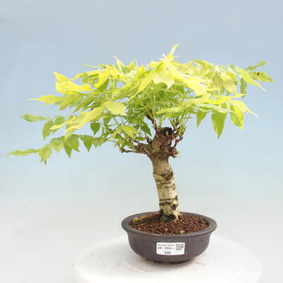 Vonkajšia bonsai - Vistarie kvetnatá - Wisteria floribunda - 1