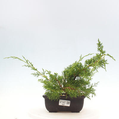 Vonkajší bonsai - Juniperus chinensis ITOIGAWA -Jalovec čínsky