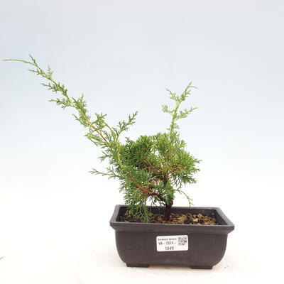 Vonkajší bonsai - Juniperus chinensis ITOIGAWA -Jalovec čínsky