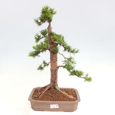 Vonkajší bonsai - Taxus cuspidata - Tis japonský - 1