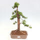 Vonkajší bonsai - Taxus cuspidata - Tis japonský - 1/6